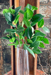 Artificial Camillia Greenery Spray