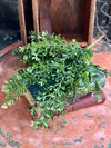 Artificial Boxwood Greenery Bush