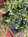 Artificial Boxwood Greenery Bush