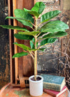 Artificial Real Touch Potted Fiddle Leaf Fig Tree