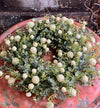 Eucalyptus & White Berry Easter Wreath For Front Door