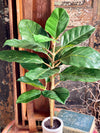 Artificial Real Touch Potted Fiddle Leaf Fig Tree