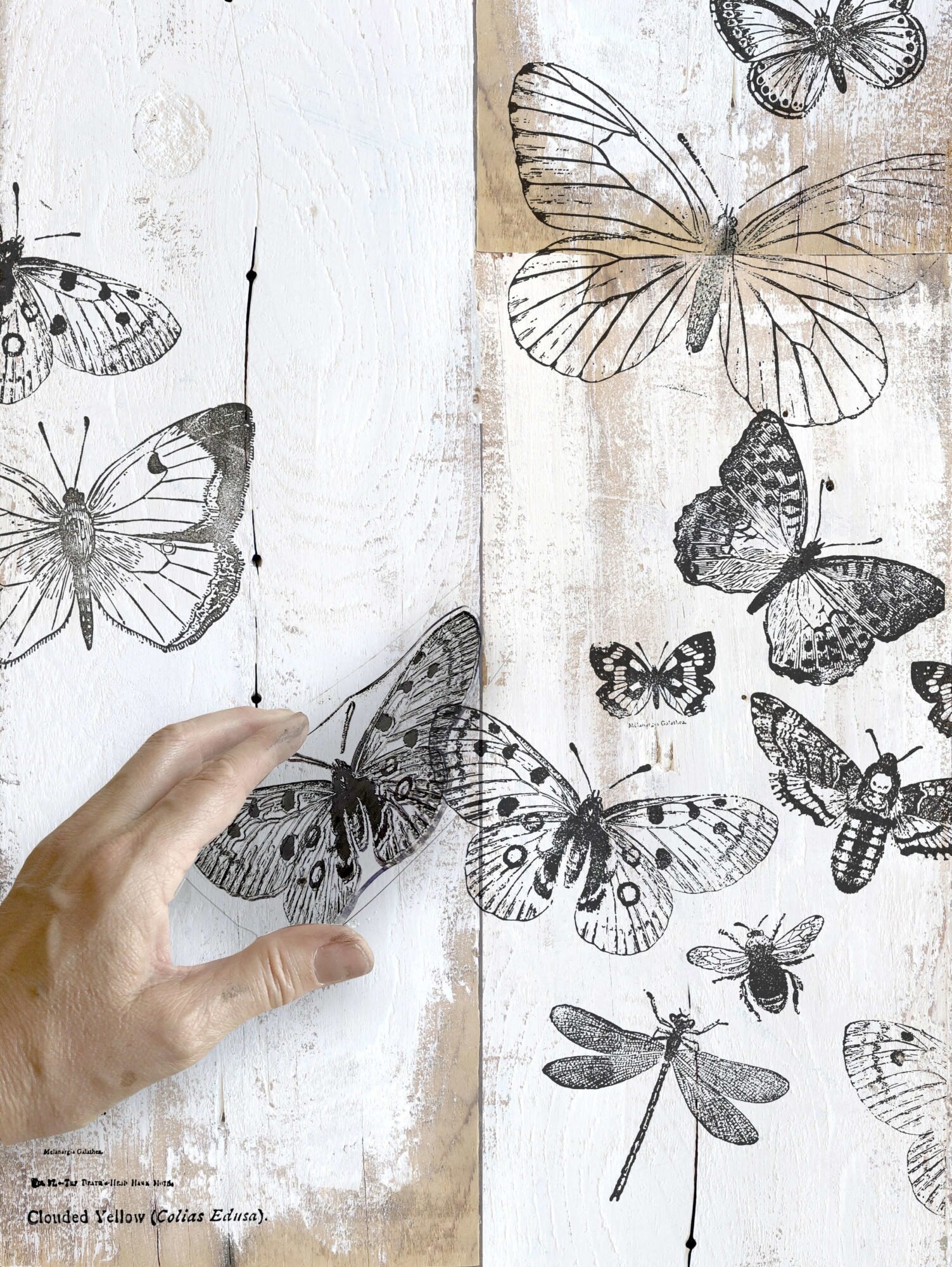 IOD Butterflies Decor Stamp