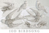 IOD Birdsong Decor Mould