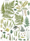 IOD Fern Fronds Decor Rub On Transfer Sheet