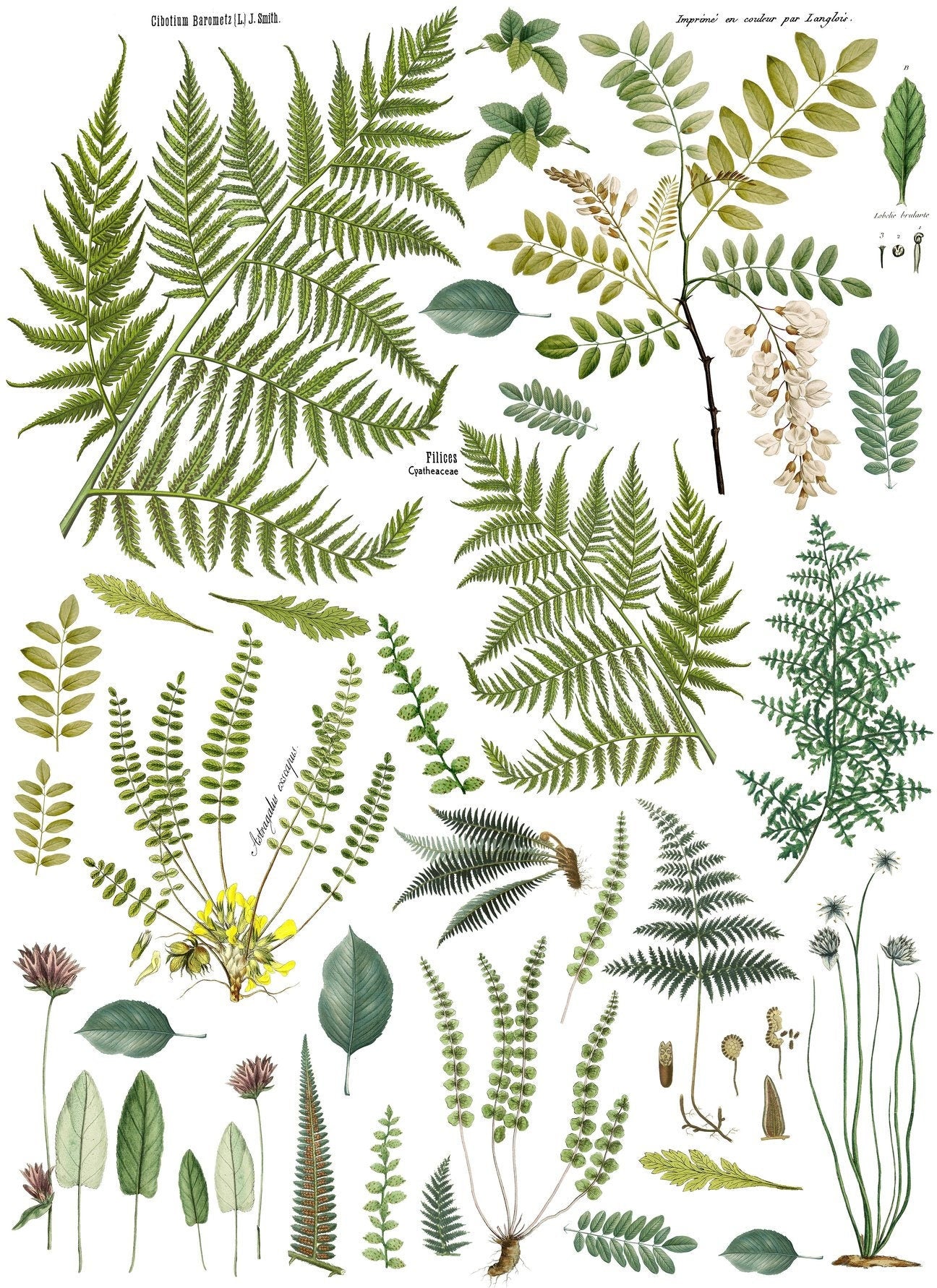 IOD Fern Fronds Decor Rub On Transfer Sheet
