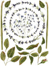 IOD Painterly Florals Rub On Transfer Sheet