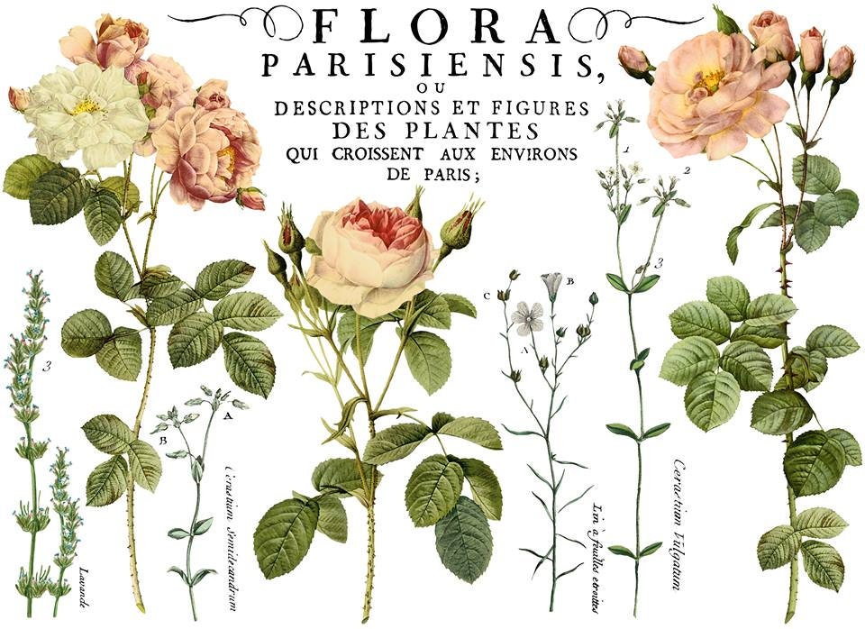 IOD Flora Parisiensis Decor Rub On Transfer Sheet