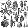 IOD Seashore Decor Stamp