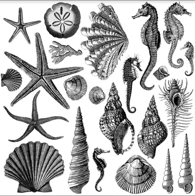 IOD Seashore Decor Stamp