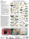 IOD Entomology Etcetera Rub On Transfer Sheet