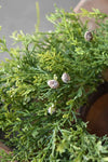 Faux Creeping Cedar Pine Centerpiece Candle Ring