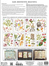 IOD Whispering Willow Rub On Transfer Sheet