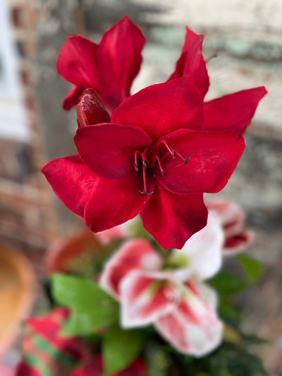 The Evette Red Amaryllis & Pine Christmas Centerpiece For Dining Table