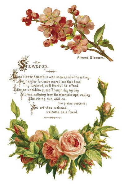 IOD Lover Of Flowers Rub On Transfer Sheet