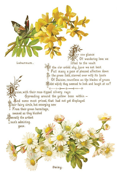 IOD Lover Of Flowers Rub On Transfer Sheet