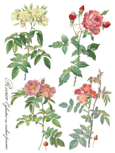 IOD Rose Botanical Rub On Transfer Sheet
