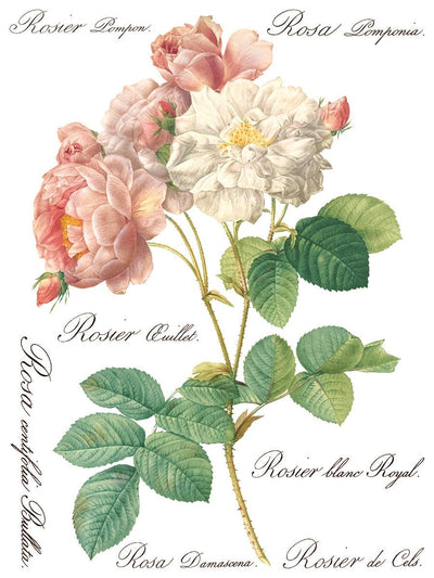 IOD Rose Botanical Rub On Transfer Sheet