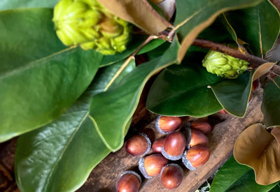 Faux Oakwood Acorns