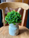 New England Boxwood Half Sphere