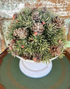 Frosted Pine Berry Half Sphere