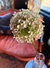 Faux Giant Allium Stem