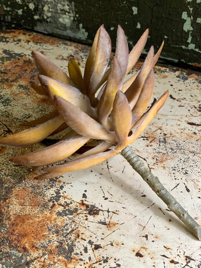Faux Medium Brown/Green Succulent