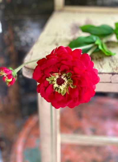 Faux Zinnia Bloom & Bud Stem