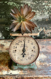 Faux Medium Brown/Green Succulent
