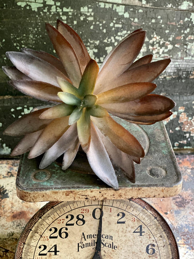Faux Medium Brown/Green Succulent