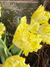 Faux Parrot Tulip ~ Real Touch