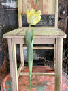 Faux Parrot Tulip ~ Real Touch
