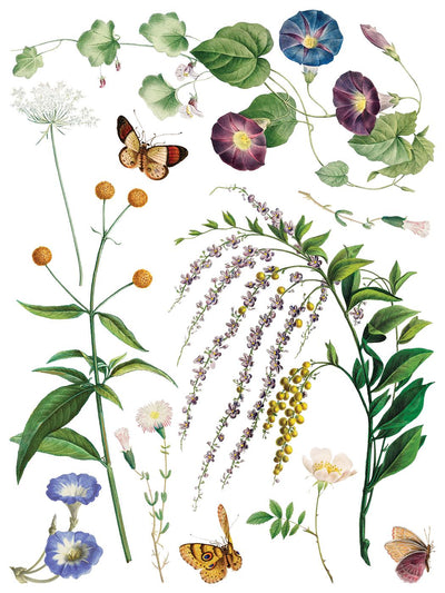 IOD Marche Des Fleurs Rub On Transfer Sheet (12x16)