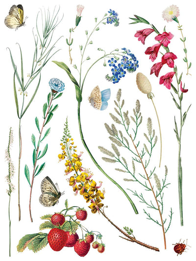 IOD Marche Des Fleurs Rub On Transfer Sheet (12x16)