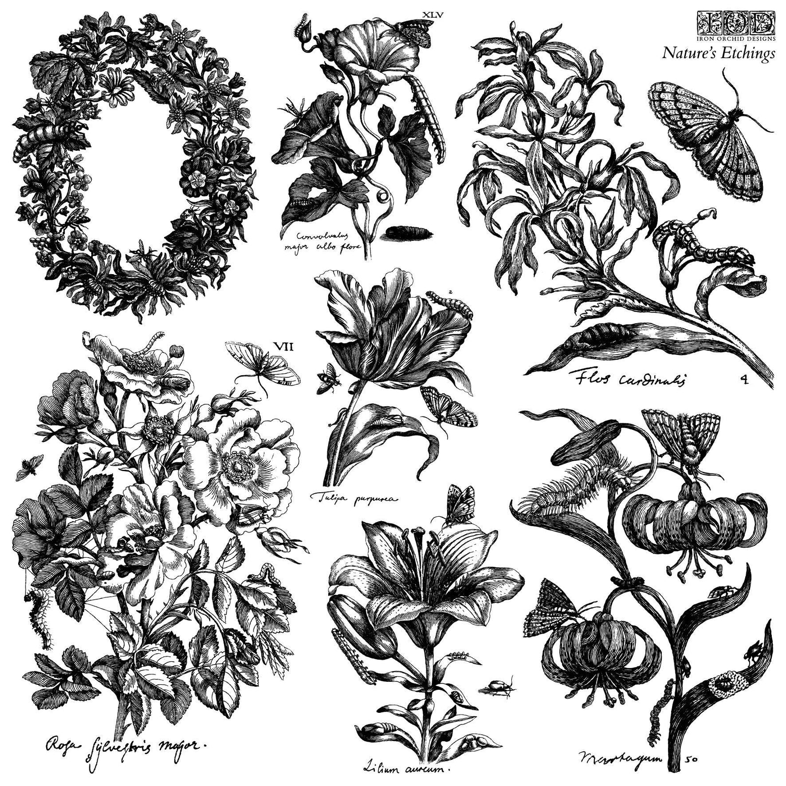IOD Natures Etchings Stamp