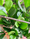 Faux Fiddle Leaf Fig Spray