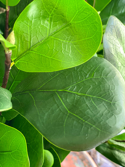 Faux Fiddle Leaf Fig Spray