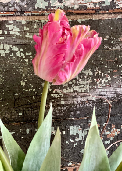 Faux Parrot Tulip ~  Real Touch