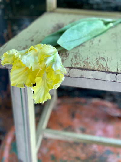 Faux Parrot Tulip ~  Real Touch