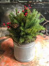 The Kringle Rustic Farmhouse Christmas Pine Centerpiece For Table~Pine greenery in bucket~Natural green arrangement with red berries~winter