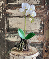 The Serena White Orchid Arrangement
