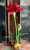 Artificial Red Amaryllis Bulb Botanical, Christmas decor, winter decor, gift for her, holiday decor