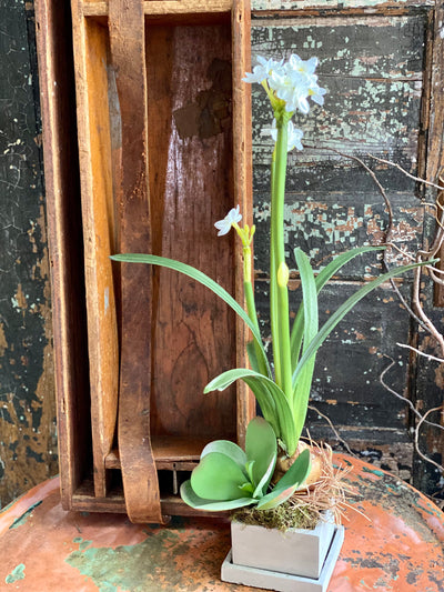 The Pricilla White Spring Narcissus & Succulent Centerpiece, Easter arrangement, Paperwhite bulb arrangement, Home office desk decor