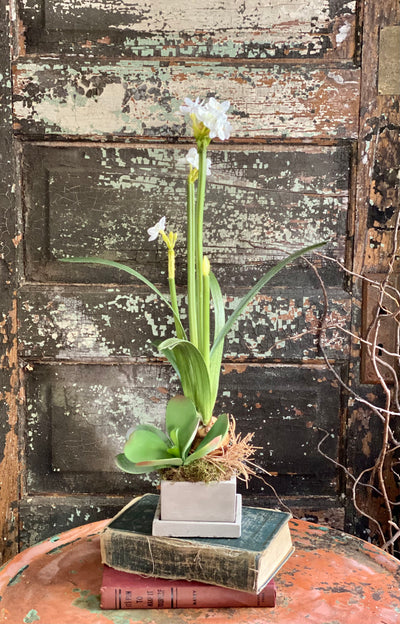 The Pricilla White Spring Narcissus & Succulent Centerpiece, Easter arrangement, Paperwhite bulb arrangement, Home office desk decor