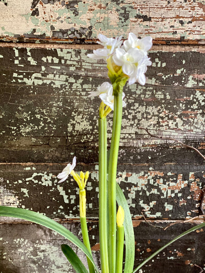 The Pricilla White Spring Narcissus & Succulent Centerpiece, Easter arrangement, Paperwhite bulb arrangement, Home office desk decor