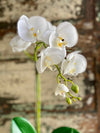 The Serena White Orchid Arrangement