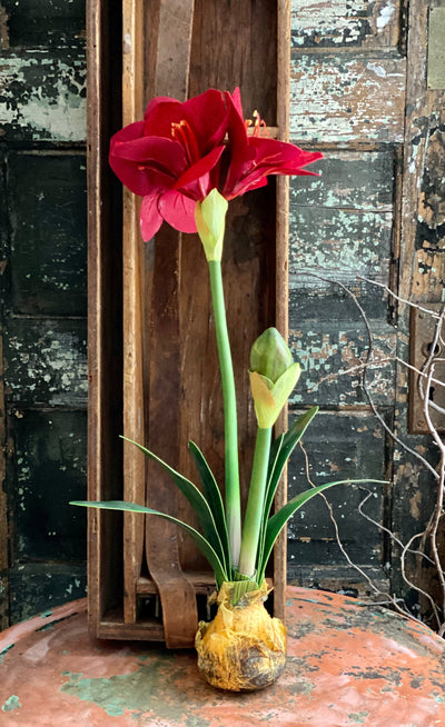 Artificial Red Amaryllis Bulb Botanical, Christmas decor, winter decor, gift for her, holiday decor