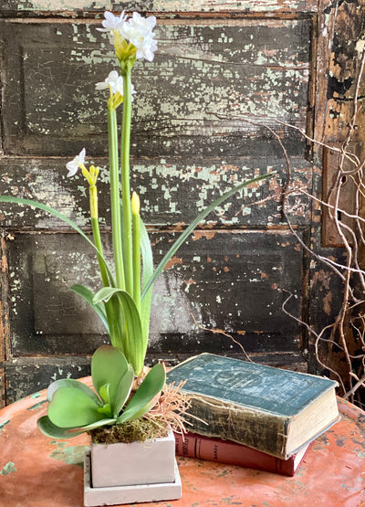 The Pricilla White Spring Narcissus & Succulent Centerpiece, Easter arrangement, Paperwhite bulb arrangement, Home office desk decor