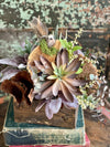The Suri Succulent & Mixed Greenery Centerpiece For Table